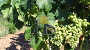 Côtes de Provence vineyard