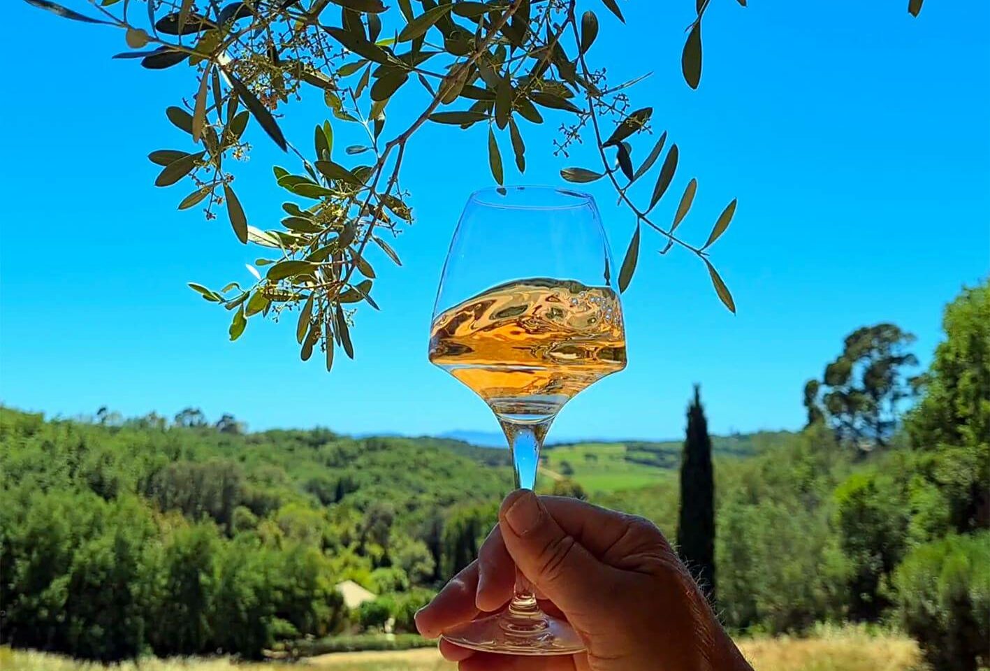 glass of rosé wine with vineyard landscape and blue sky