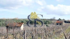 photo domaine viticole à vendre