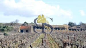 photo domaine viticole à vendre