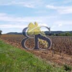 Vignes, Domaine viticole