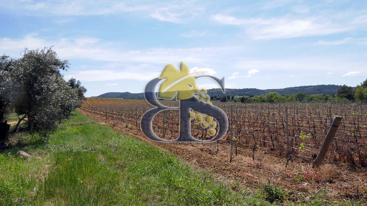 Vignes, Domaine viticole