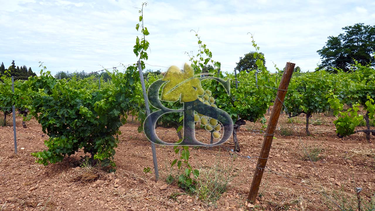 Gard wine estate