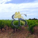 Domaine viticole Gard