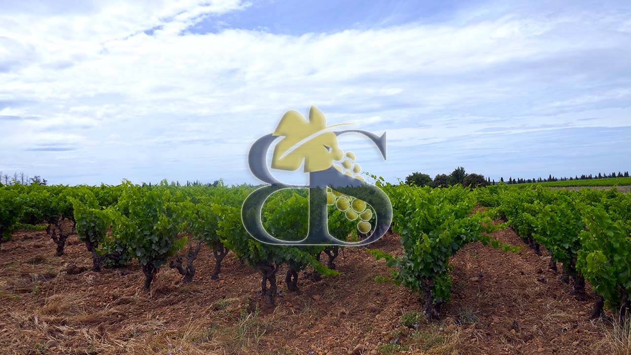 Domaine viticole Gard