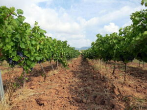 WINE PROPERTY 100% CÔTES DE PROVENCE PROCHE MER 2