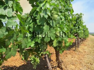 WINE GROWING PROPERTY CENTER VAR 1