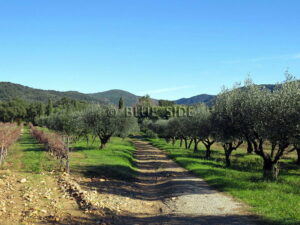 WINE ESTATE GOLFE SAINT-TROPEZ 1