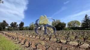 Domaine viticole Provence