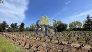 Domaine viticole Provence