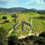 Wine tourism domain