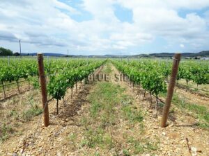 SALE LARGE VINEYARD LANGUEDOC 2