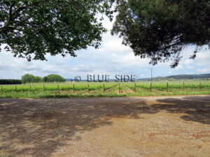 SALE LARGE VINEYARD LANGUEDOC 3