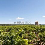 SALE LARGE VINEYARD LANGUEDOC 6