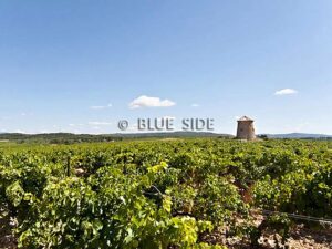 SALE LARGE VINEYARD LANGUEDOC 6