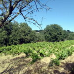 VENTE HOBBY VINEYARD DE CHARME 4