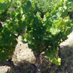 VENTE HOBBY VINEYARD DE CHARME 6