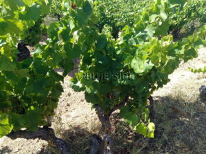 VENTE HOBBY VINEYARD DE CHARME 6