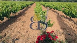 Côtes de Provence