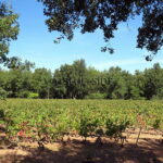 WINE ESTATE WITH MULTIPLE POTENTIAL - VAR 1