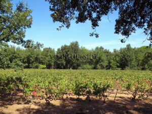 WINE ESTATE WITH MULTIPLE POTENTIAL - VAR 1