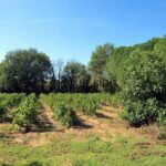 WINE ESTATE WITH MULTIPLE POTENTIAL - VAR 5