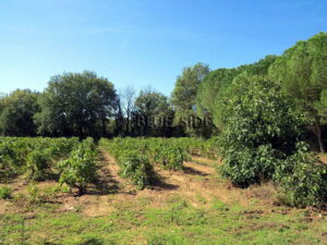 WINE ESTATE WITH MULTIPLE POTENTIAL - VAR 5