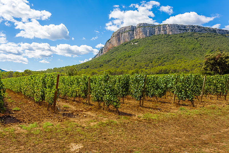 Languedoc vineyards with a view of the Pic Saint-Loup