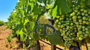 AOP Côtes de Provence