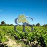 vignes, domaine viticole à vendre