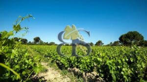 vineyards, wine estate for sale