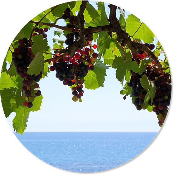 Image vigne avec vue mer provence