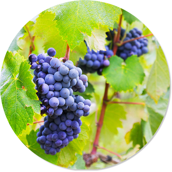 Image Vigne raisin Languedoc Rousillon