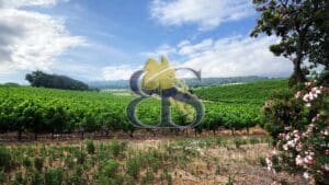 Vineyard for sale in Langurdoc
