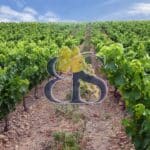 Vignoble Costières de Nîmes Languedoc à vendre