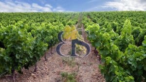 Costières de Nîmes Languedoc vineyard for sale