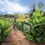Buy vineyards or vineyard Languedoc