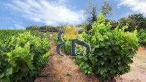 Achat vignes ou vignoble Languedoc