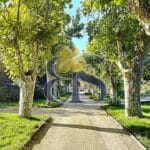 avenue of plane trees in the vineyard