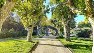 avenue of plane trees in the vineyard