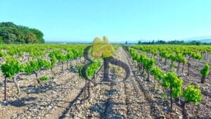 rangée vignes côtes du Rhône