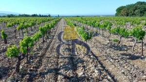 rangée vignes côtes du Rhône