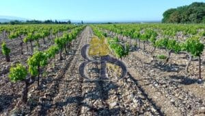 côtes du Rhône vineyard row