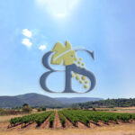 Vignes à vendre en Provence