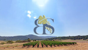 Vignes à vendre en Provence