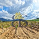 Vente vignoble d'un seul tenant sur le golfe de Saint-Tropez
