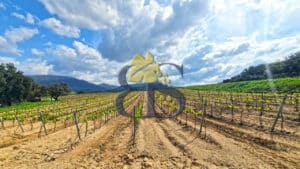 Vente vignoble d'un seul tenant sur le golfe de Saint-Tropez