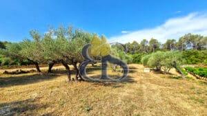 À vendre – Propriété viticole de charme au cœur de la Provence Verte