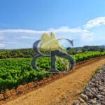 À vendre – Propriété viticole de charme au cœur de la Provence Verte