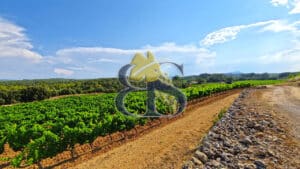 À vendre – Propriété viticole de charme au cœur de la Provence Verte
